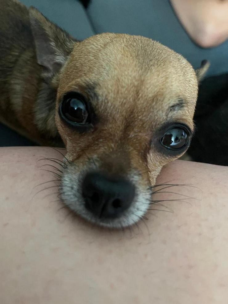 Bild 6: Rambo Sucht neue Zuhause