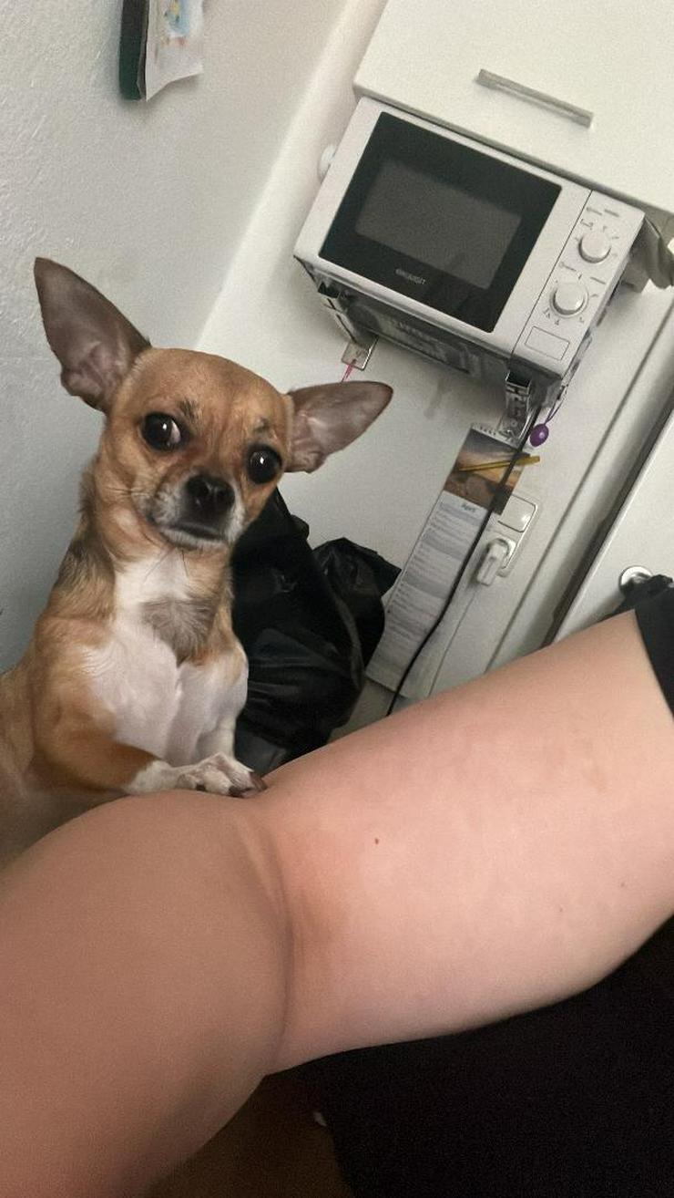 Bild 2: Rambo Sucht neue Zuhause