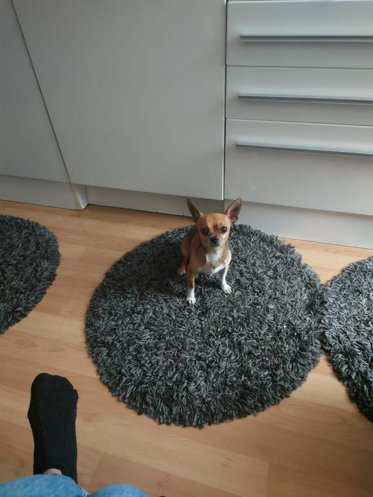 Bild 4: Rambo Sucht neue Zuhause