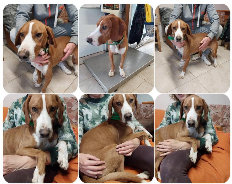 Freddy - ein aktiver und kluger Begleiter 