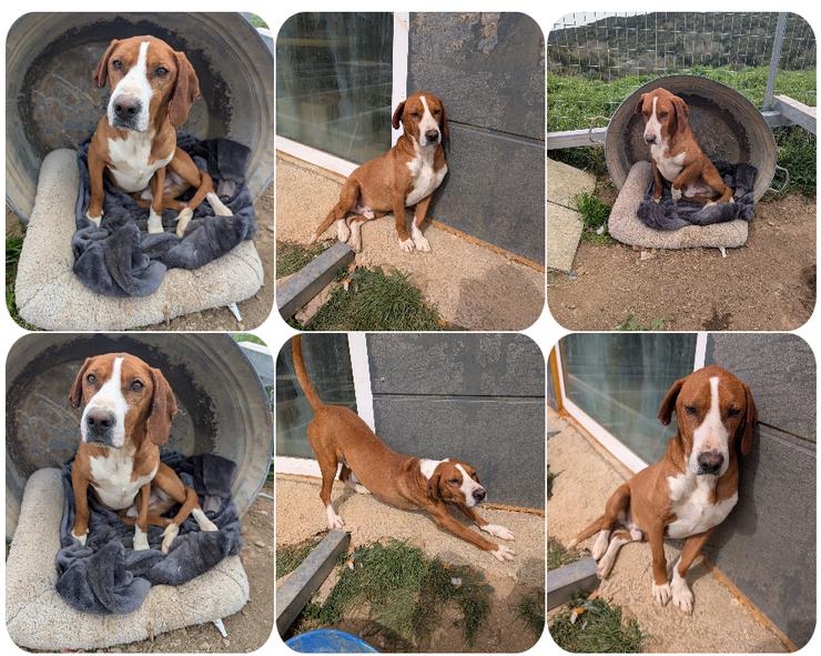 Freddy - ein aktiver und kluger Begleiter 