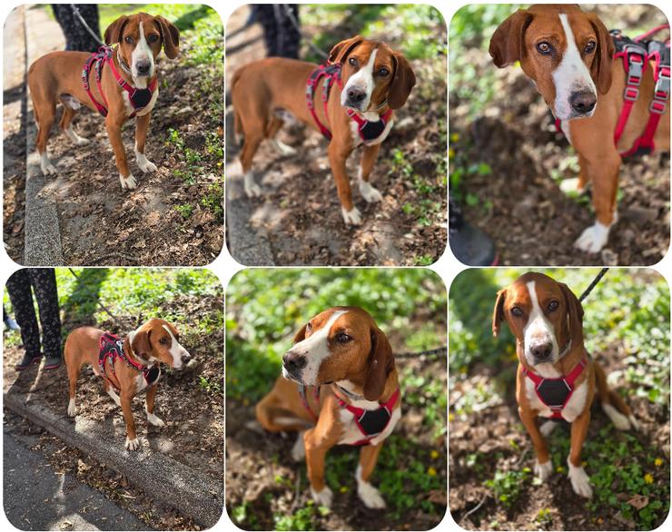 Freddy - ein aktiver und kluger Begleiter 