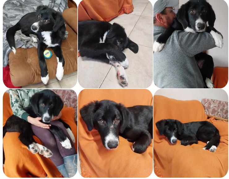 Tessa - freundliche, verspielte und verschmuste junge Dame