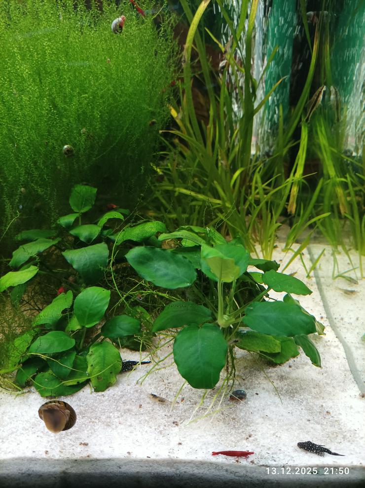 Bild 2: schöne Anubias nana Zwergspeerblatt