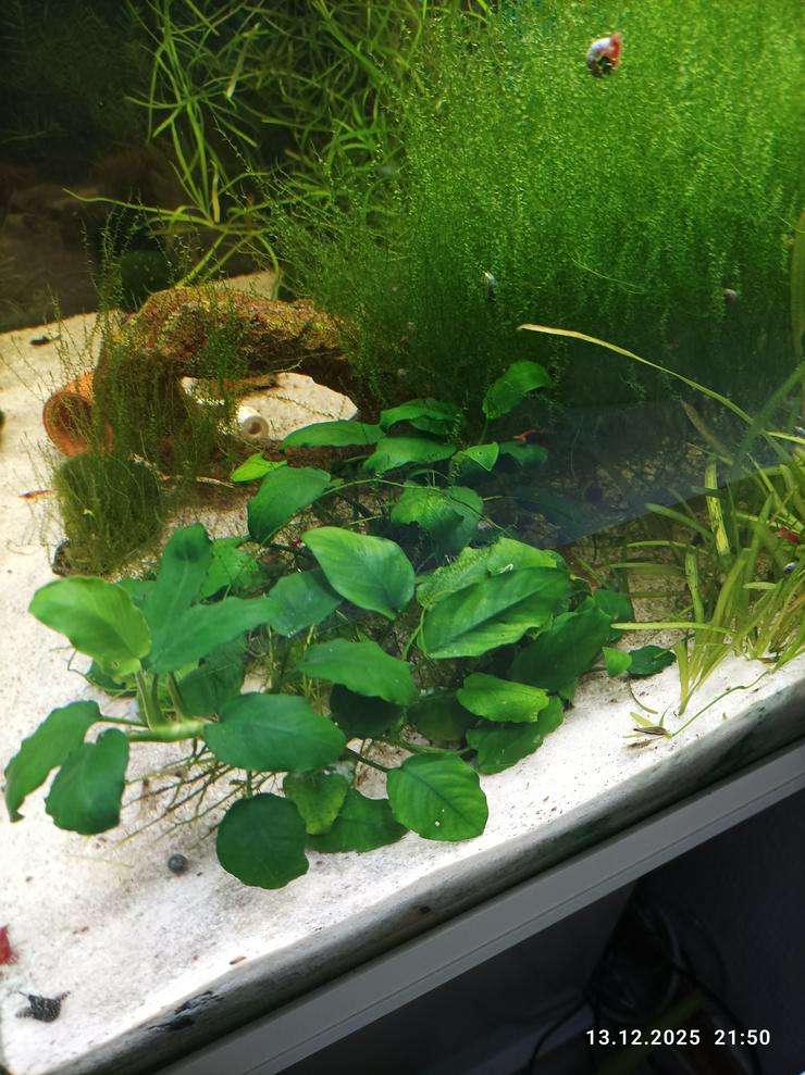 schöne Anubias nana Zwergspeerblatt