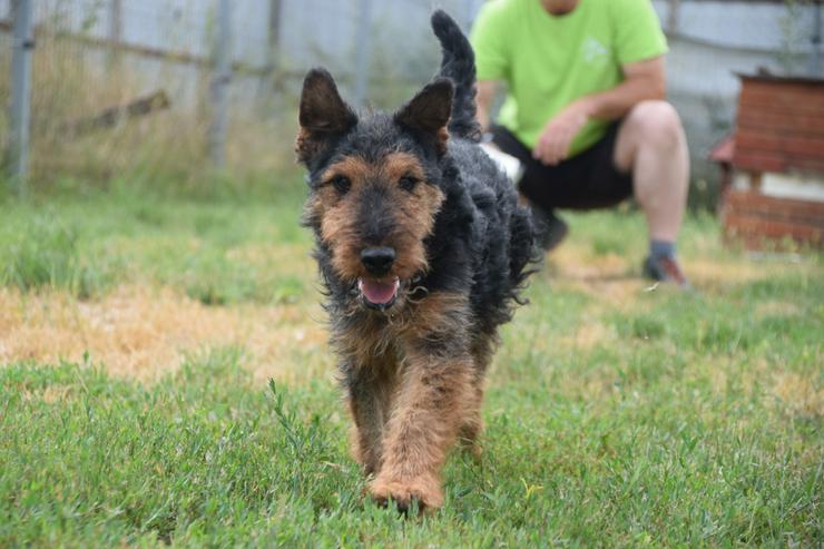 Bild 10: Tequila ist ein aktiver und verspielter Terrierjunge.