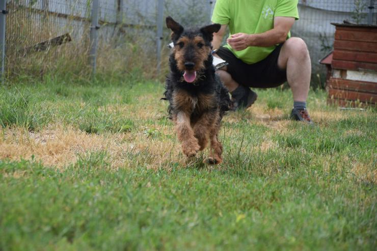 Bild 12: Tequila ist ein aktiver und verspielter Terrierjunge.