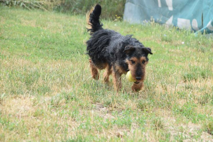 Bild 14: Tequila ist ein aktiver und verspielter Terrierjunge.