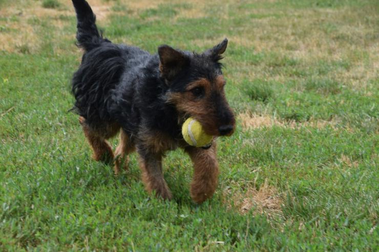 Bild 16: Tequila ist ein aktiver und verspielter Terrierjunge.