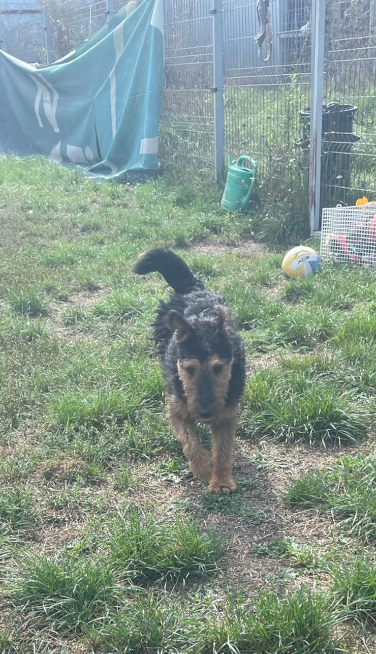 Bild 8: Tequila ist ein aktiver und verspielter Terrierjunge.