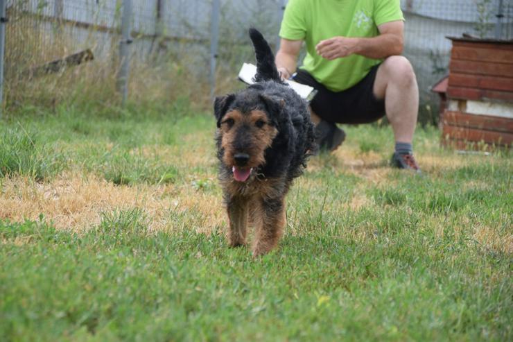 Bild 11: Tequila ist ein aktiver und verspielter Terrierjunge.