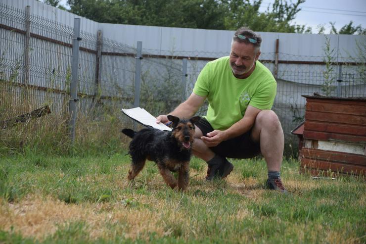 Bild 18: Tequila ist ein aktiver und verspielter Terrierjunge.