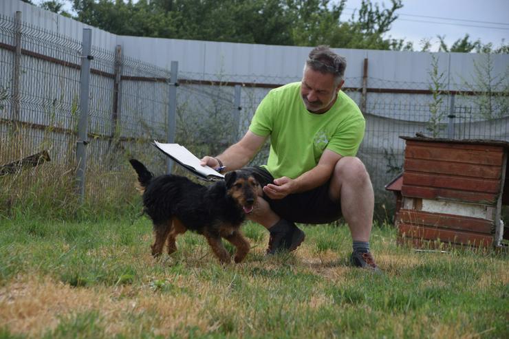 Bild 17: Tequila ist ein aktiver und verspielter Terrierjunge.