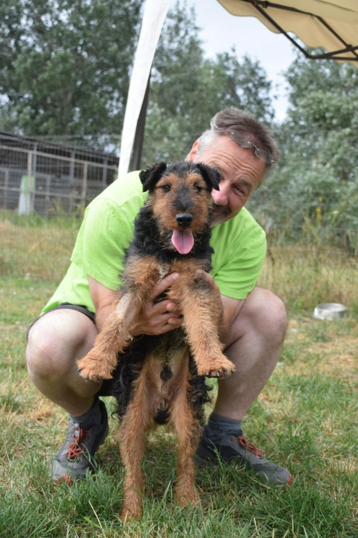 Bild 19: Tequila ist ein aktiver und verspielter Terrierjunge.