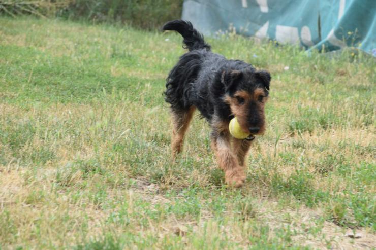 Bild 15: Tequila ist ein aktiver und verspielter Terrierjunge.