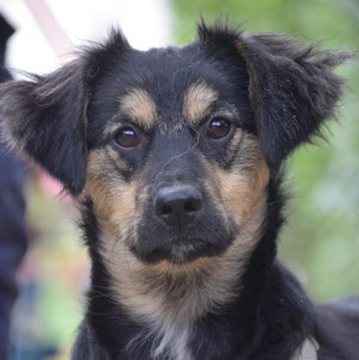 Bild 7: Rose ist eine entzückende, verspielte Hündin.