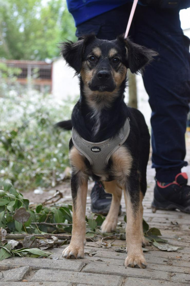 Bild 2: Rose ist eine entzückende, verspielte Hündin.