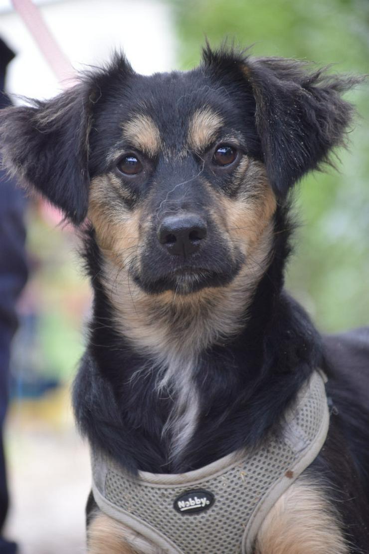 Bild 3: Rose ist eine entzückende, verspielte Hündin.