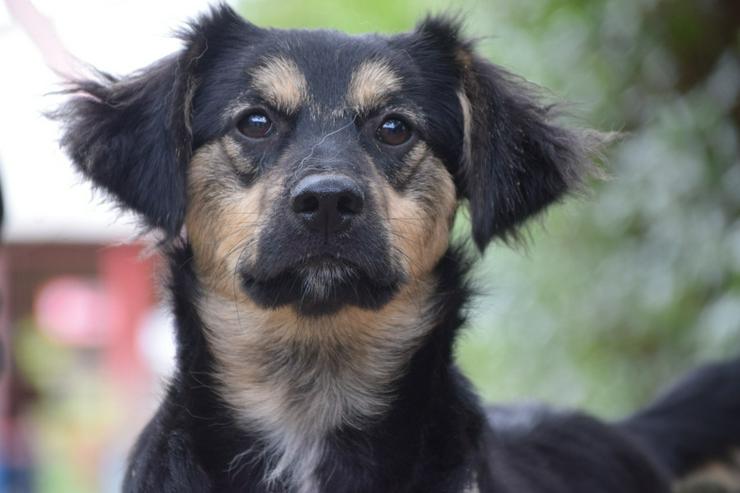 Bild 5: Rose ist eine entzückende, verspielte Hündin.