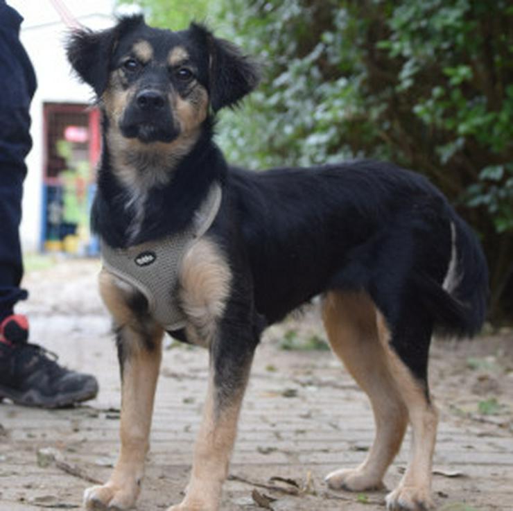 Bild 8: Rose ist eine entzückende, verspielte Hündin.