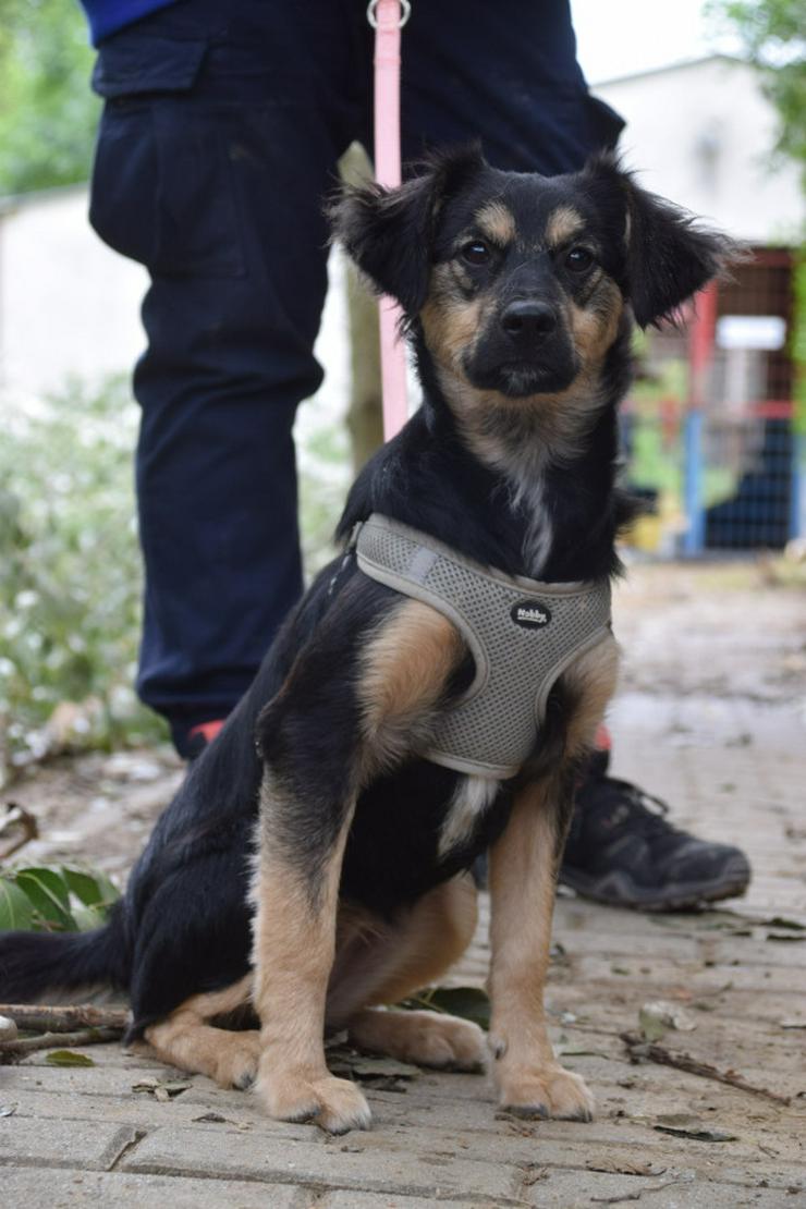 Bild 6: Rose ist eine entzückende, verspielte Hündin.