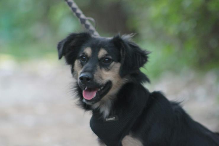 Rose ist eine entzückende, verspielte Hündin.