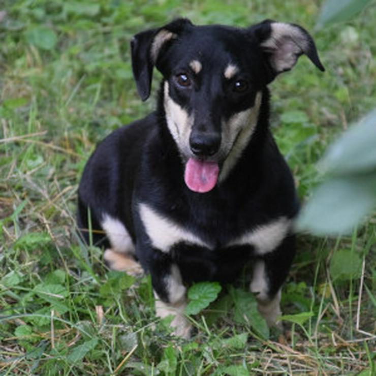 Bild 7: Esther ist ein kleines, schüchternes Hundekind