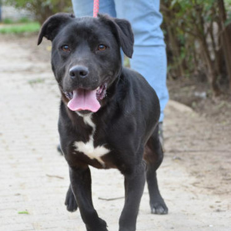 Bild 10: Für Asterix suchen wir ein liebevolles und konsequentes Zuhause.