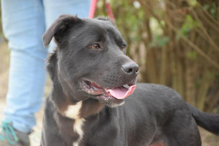 Bild 6: Für Asterix suchen wir ein liebevolles und konsequentes Zuhause.