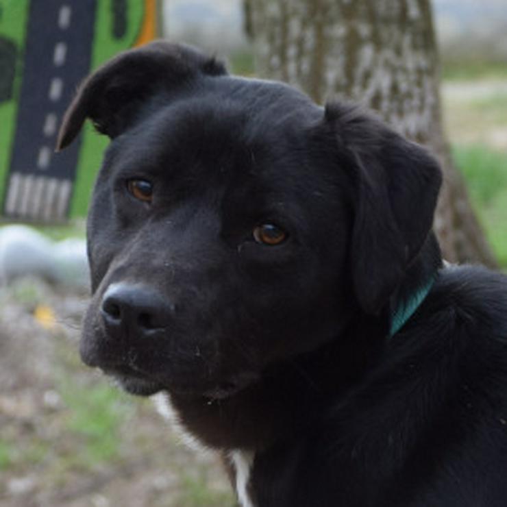 Bild 9: Für Asterix suchen wir ein liebevolles und konsequentes Zuhause.