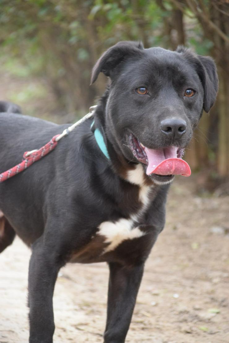 Bild 3: Für Asterix suchen wir ein liebevolles und konsequentes Zuhause.