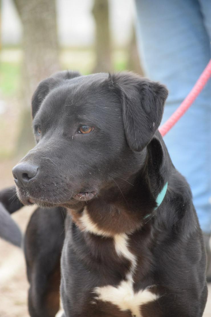 Bild 2: Für Asterix suchen wir ein liebevolles und konsequentes Zuhause.