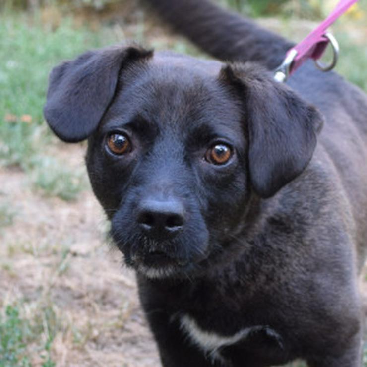 Bild 11: Benji ist ein kleiner Mischlingsrüde mit kurzen Beinchen und langem Körper.