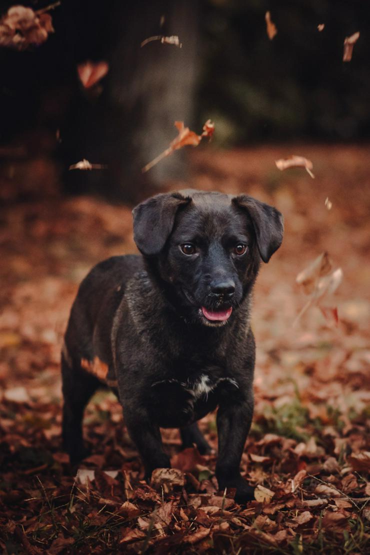 Benji ist ein kleiner Mischlingsrüde mit kurzen Beinchen und langem Körper.