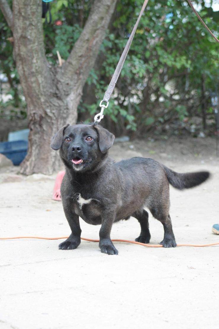 Bild 10: Benji ist ein kleiner Mischlingsrüde mit kurzen Beinchen und langem Körper.