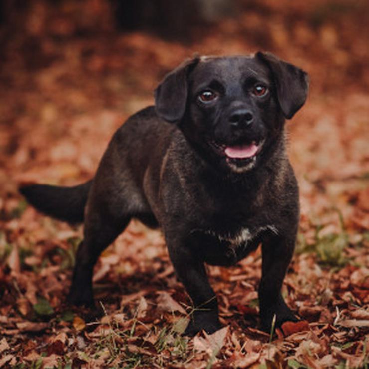 Bild 12: Benji ist ein kleiner Mischlingsrüde mit kurzen Beinchen und langem Körper.
