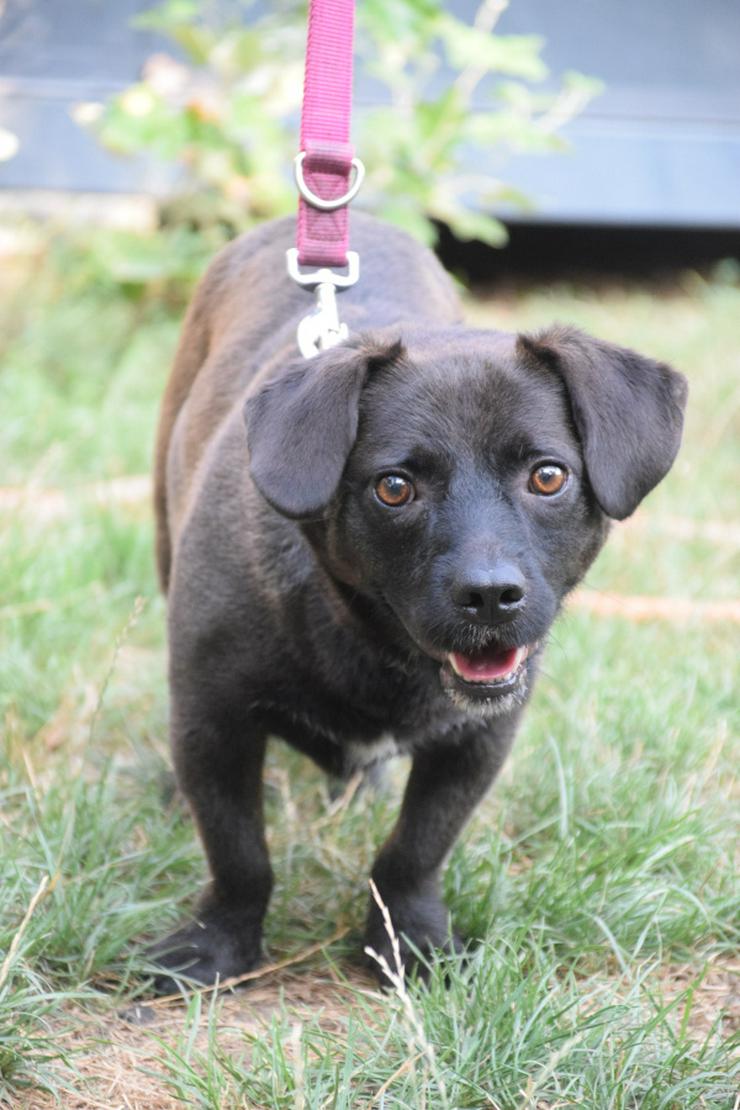 Bild 7: Benji ist ein kleiner Mischlingsrüde mit kurzen Beinchen und langem Körper.