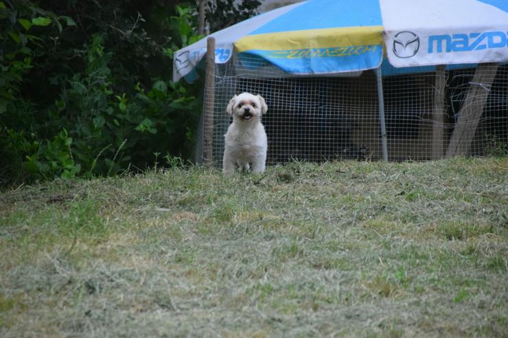 Bild 10: Rapunzel ist eine kleine Hündin mit großer Persönlichkeit.