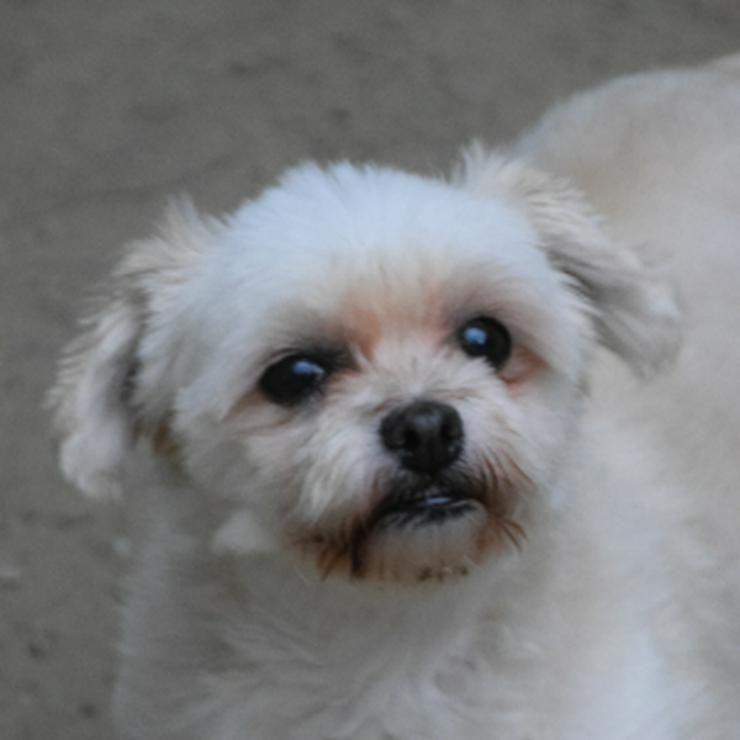 Bild 14: Rapunzel ist eine kleine Hündin mit großer Persönlichkeit.