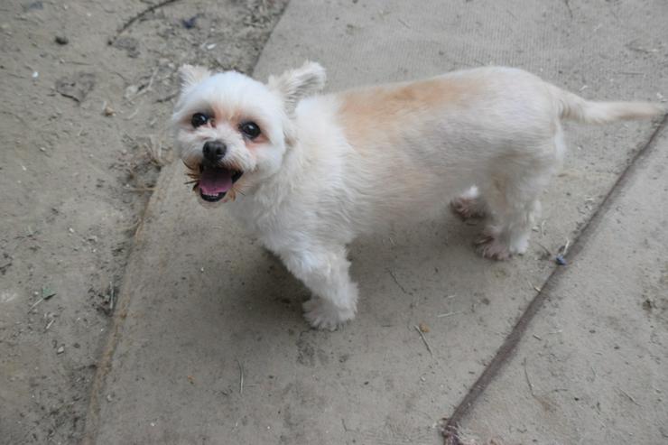 Bild 5: Rapunzel ist eine kleine Hündin mit großer Persönlichkeit.