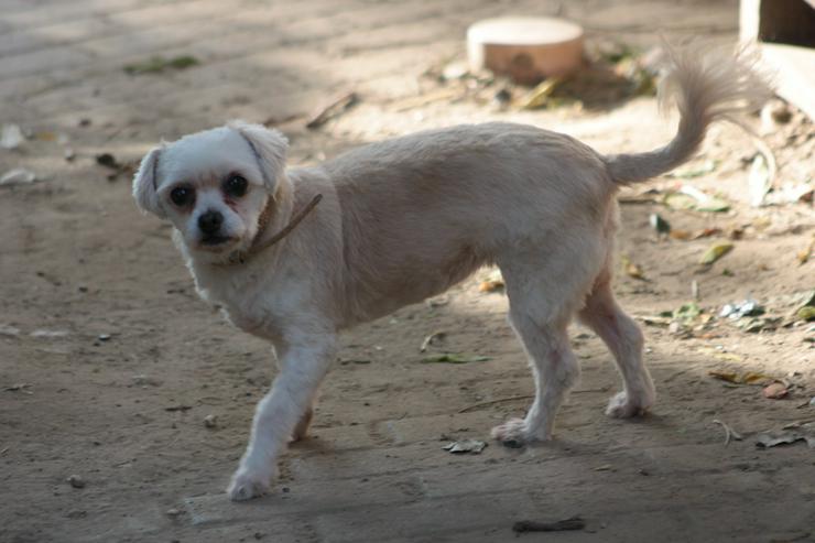 Rapunzel ist eine kleine Hündin mit großer Persönlichkeit.