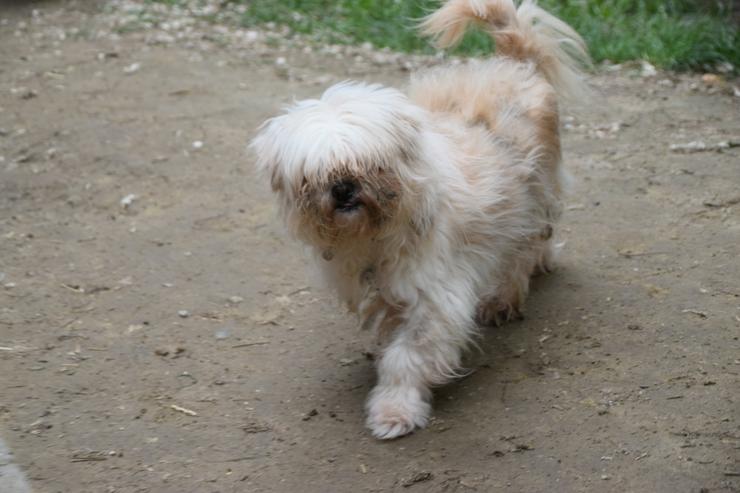 Bild 6: Rapunzel ist eine kleine Hündin mit großer Persönlichkeit.