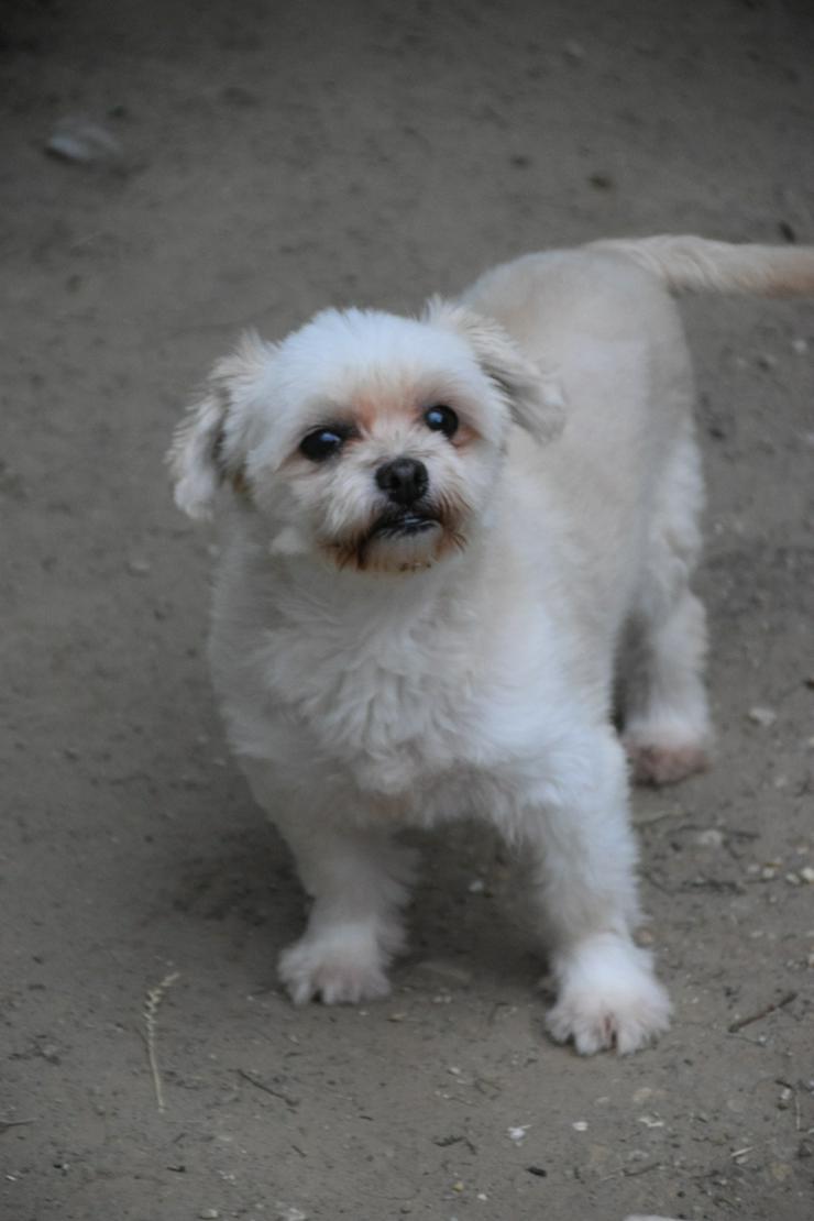 Bild 3: Rapunzel ist eine kleine Hündin mit großer Persönlichkeit.