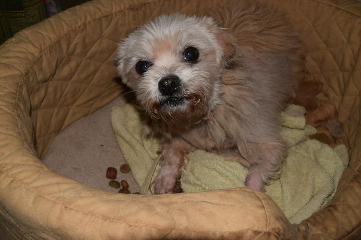 Bild 13: Rapunzel ist eine kleine Hündin mit großer Persönlichkeit.