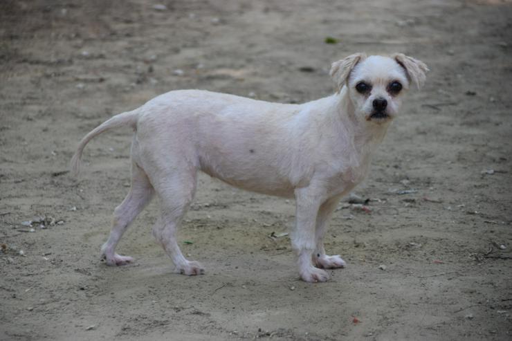 Bild 8: Rapunzel ist eine kleine Hündin mit großer Persönlichkeit.