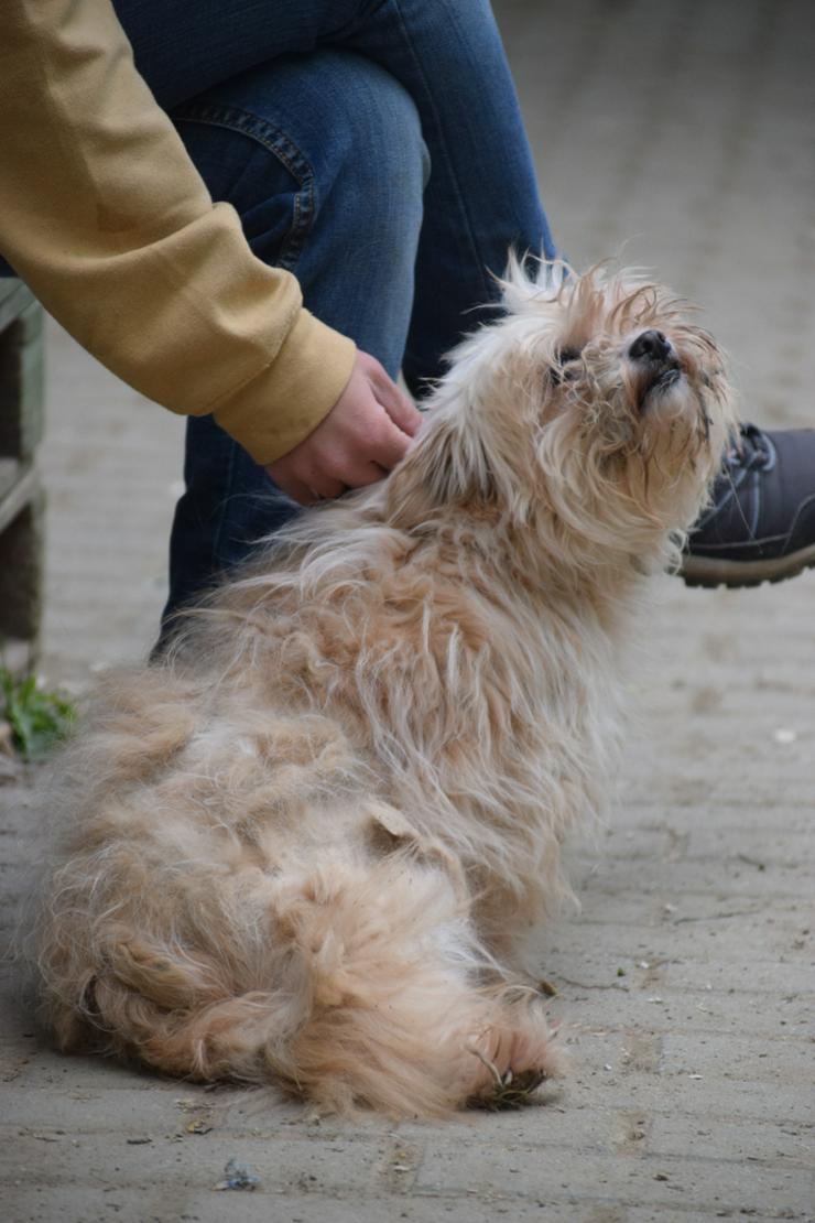 Bild 12: Rapunzel ist eine kleine Hündin mit großer Persönlichkeit.