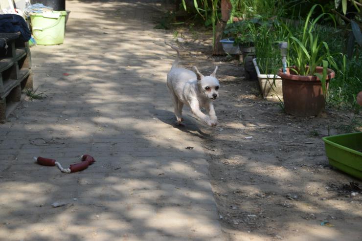 Bild 9: Rapunzel ist eine kleine Hündin mit großer Persönlichkeit.