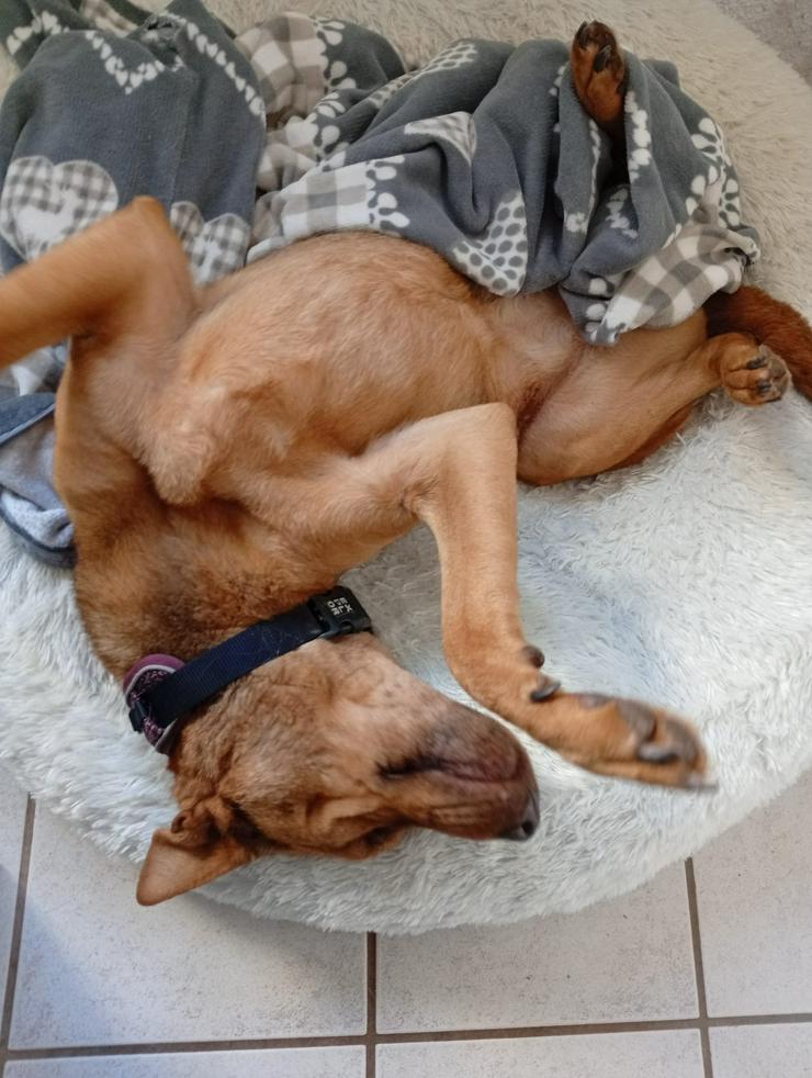 Bild 3: Sanfte Solo sucht ihr Für-immer-Zuhause!