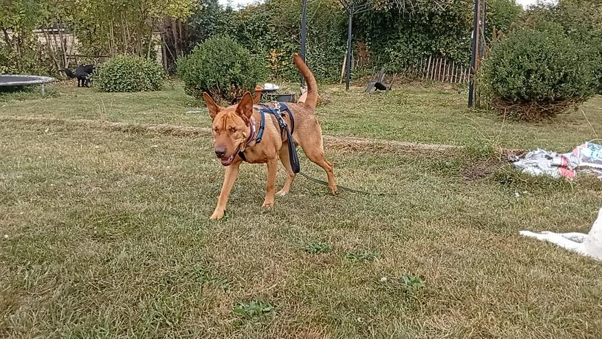 Sanfte Solo sucht ihr Für-immer-Zuhause!