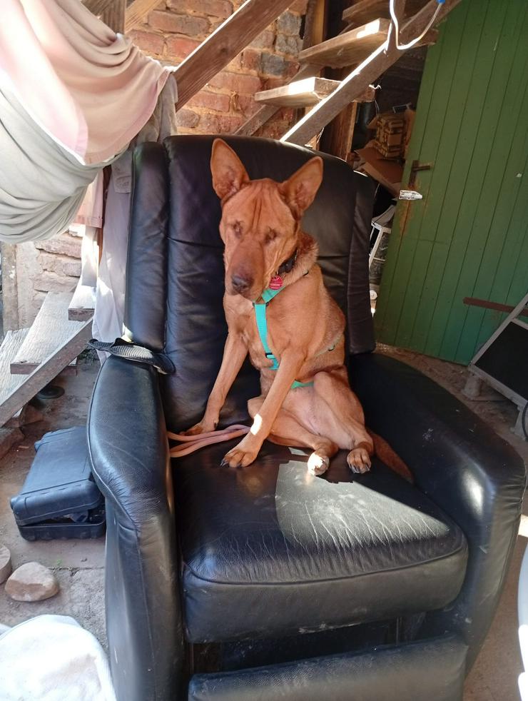 Sanfte Solo sucht ihr Für-immer-Zuhause!